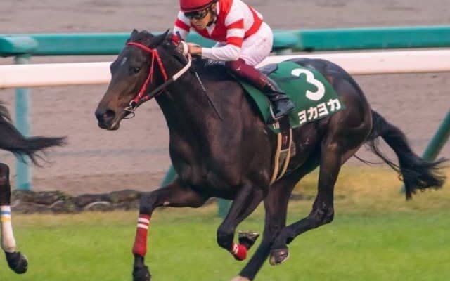 【次走】熊本産馬ヨカヨカは引き続き幸英明騎手とのコンビで桜花賞へ