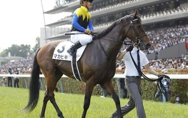 【次走】8歳馬マカヒキは天皇賞・春へ向かう　2016年日本ダービー覇者