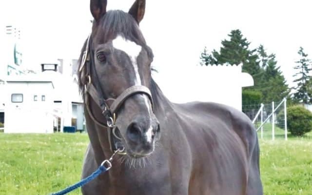 プリサイスエンドが死亡、24歳　グロリアスノア・カフジテイクらの父