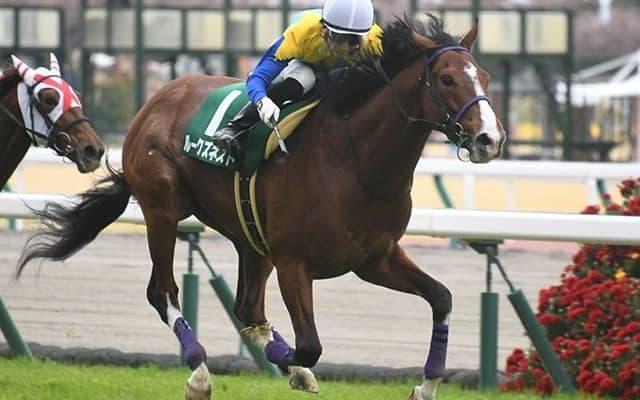 【次走】ファルコンS覇者ルークズネストはNHKマイルCへ、引き続き幸英明騎手とコンビ