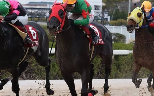 【地方競馬】園田、姫路の注目3歳馬を紹介！サラコナン「菊水賞を見据えて」