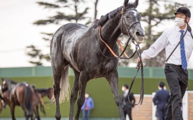 【ドバイシーマクラシック】日本の牝馬2頭はともに外目からの発走