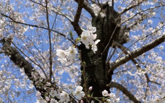 第730回　２年分のスポトウ　執筆者・小林夏実