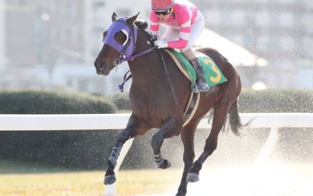 【アクアマリンOP】ナムラマホーホが人気に応え快勝、カツゲキキトキト5着