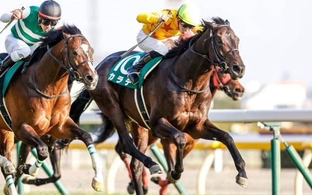 【ダービー卿CT出走馬決定順】フルゲート16頭に23頭の登録