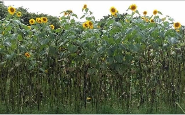 バランス良い栄養補給が健康的な身体づくりに寄与する