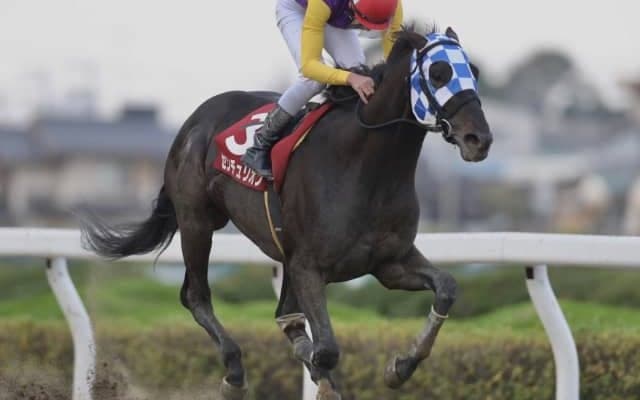 【武蔵国OP】センチュリオンが人気に応えて準重賞勝利