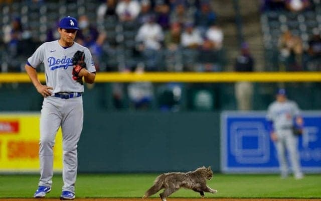 【MLB】グラウンドにネコ“乱入”の「カメラワークが素晴らしい」　捕獲に場内大ブーイング