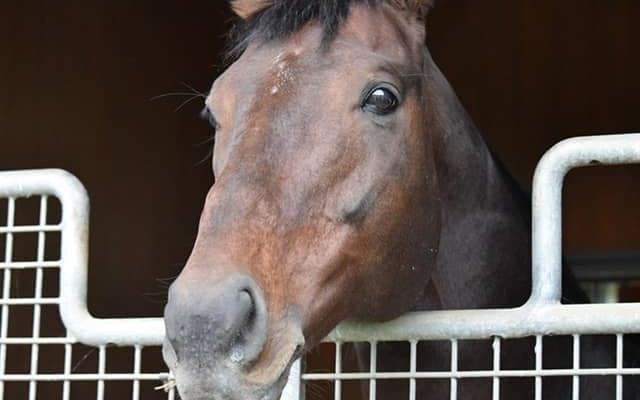キングカメハメハ産駒がJRA通算2000勝達成、種牡馬史上3頭目