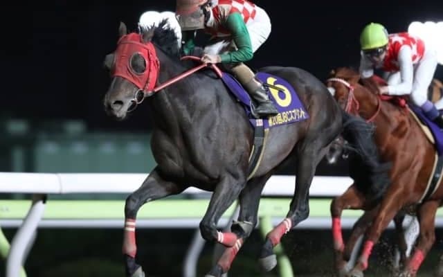 【大井・東京スプリント枠順確定】リュウノユキナは4枠6番、サブノジュニアは5枠9番