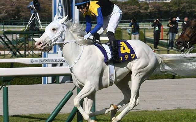 【桜花賞回顧】ソダシ　2週連続で純度100%の“金子血統”がGI制覇/栗山求