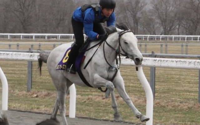 JRAブリーズアップセールに向けて「育成馬展示会」が開催