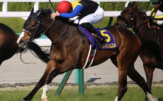 【次走】アカイトリノムスメはルメール騎手とコンビでオークスへ、サトノレイナスのダービー参戦で