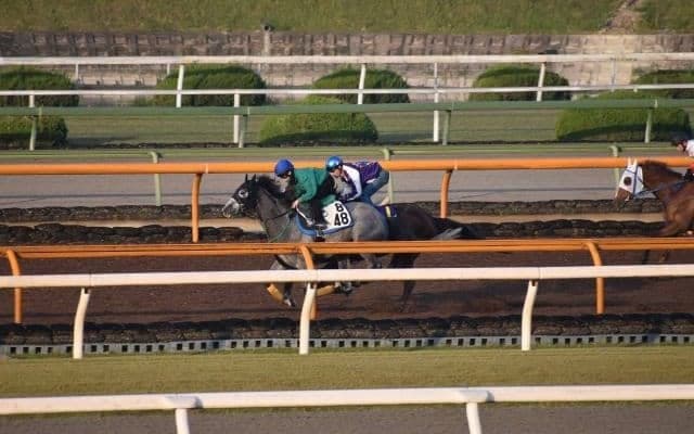 アリストテレス、天皇賞春1週前追い切り速報/栗東トレセンニュース