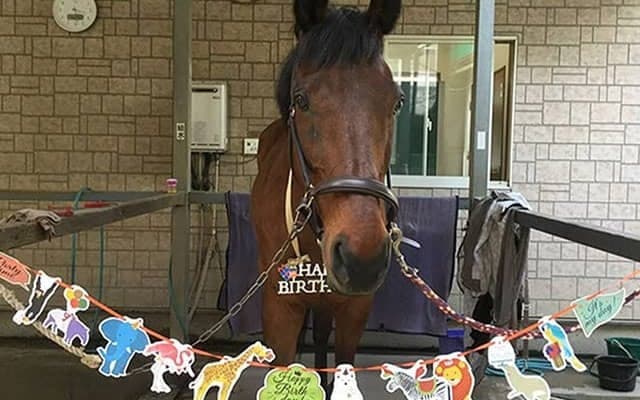 皆に好かれ可愛がられる馬に…！ 励ましを受け変化を遂げた元競走馬/佐々木祥恵