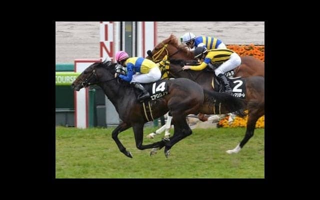 マイラーズＣで新マイル王が誕生か。候補はキングカメハメハ産駒の２頭だ