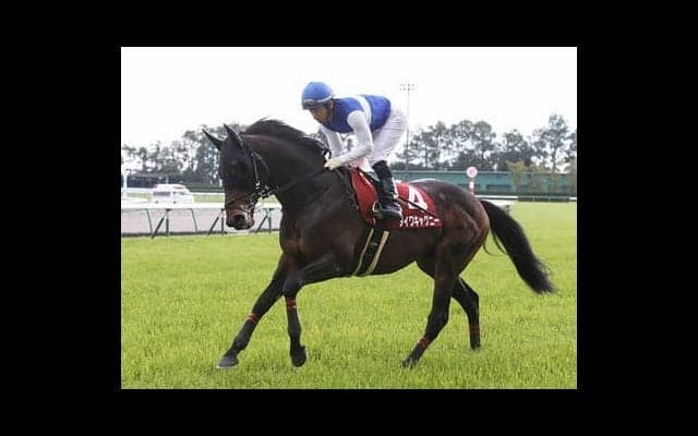 今年は阪神開催のマイラーズＣ。馬券のサインはもちろん、阪神にアリ？