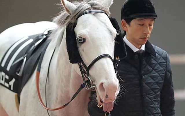 【天皇賞・春】ソダシにつづけ！ 白毛馬シロニイが7歳でGI初挑戦！/池江泰寿調教師インタビュー