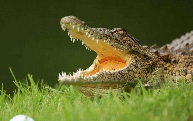 練習場にまさかの珍客…選手も戦々恐々「実生活で見たのは初めて」