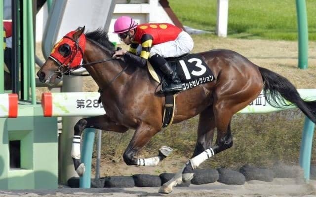 【園田・兵庫CS枠順確定】ゴッドセレクションは5枠5番、リプレーザは6枠7番