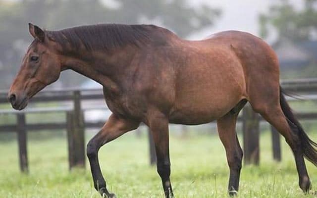 満33歳のナイスネイチャ、今年もバースデードネーションを実施 1万人以上の支援で約2700万円の寄附金が集まる