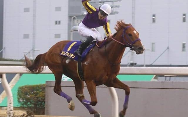 【かしわ記念】カジノフォンテン陣営の思い  ー地方競馬の大将としてー