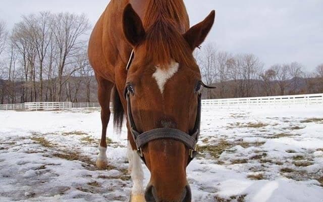 アグネスデジタル　17年間の種牡馬生活を終えて「これからは元気で1日でも長く生きてほしい」