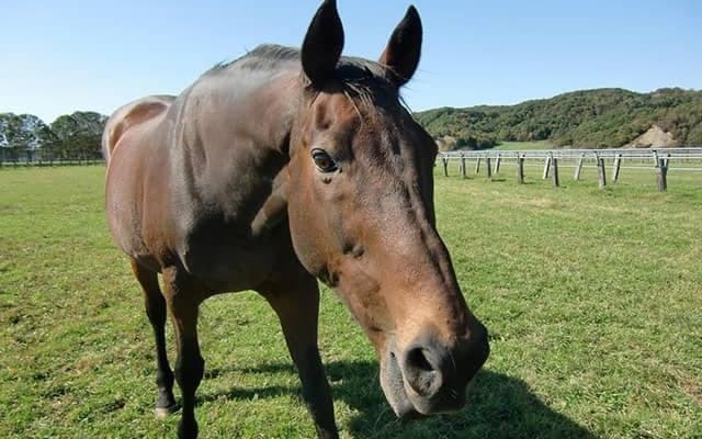 “ウマ娘”効果で支援者1万人超え！ ナイスネイチャ 5回目のバースデードネーション