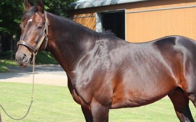 ディープインパクト産駒が史上最速でJRA通算2400勝を達成