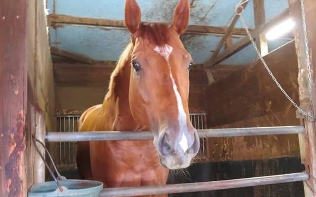 どこまで強くなる!? カジノフォンテンは帝王賞に向けて調整中/高橋華代子