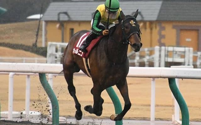 【平安S予想オッズ】アメリカンシードが想定では1番人気に