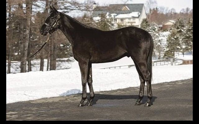 千葉サラブレッドセール ディープ産駒が4億7010万円