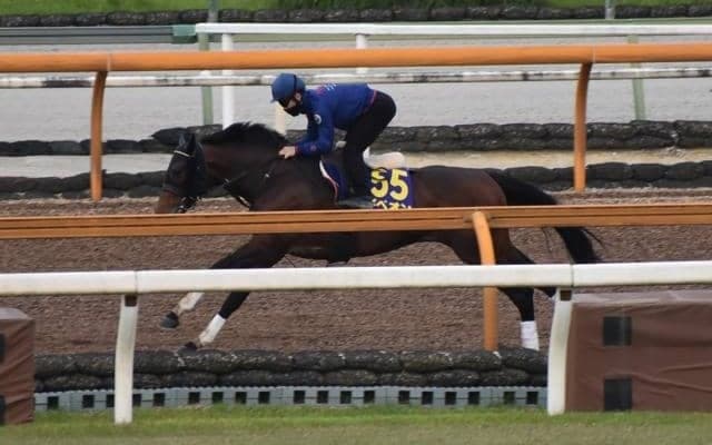 ギベオン、安田記念1週前追い切り速報/栗東トレセンニュース