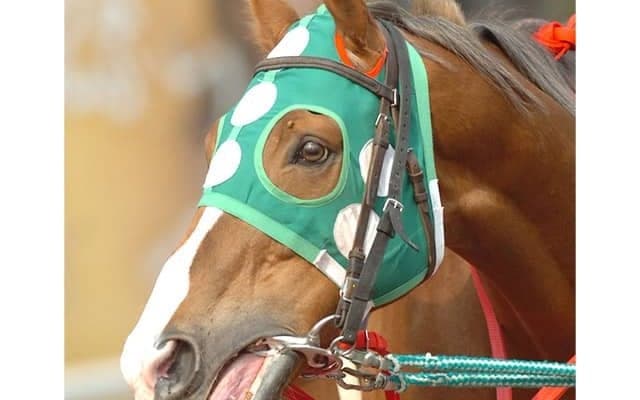 オマワリサン、モチ、オレハマッテルゼ…“珍名馬イズム”継ぐ小田切光オーナー　カラテで目指すは世界舞台！