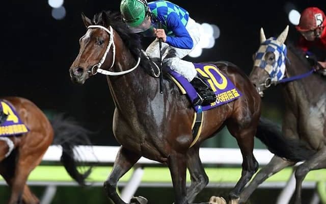 【大井・東京ダービー枠順】トランセンデンスは8枠15番、アランバローズは5枠9番