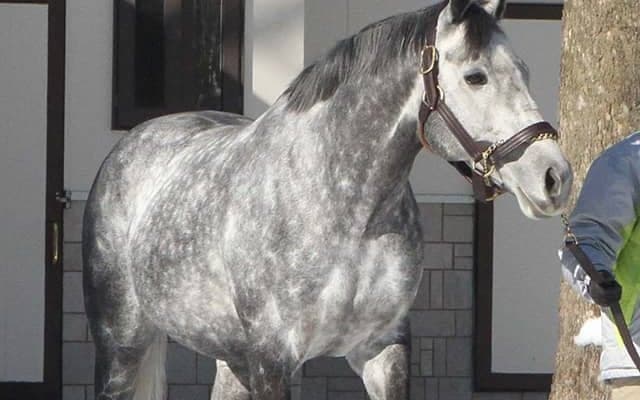 【地方競馬】「ウインブライト特別」など、岩手競馬が「がんばれ！新種牡馬競走」を実施