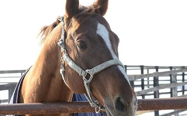 GI馬が南相馬市に！ 武幸四郎騎手と03年NHKマイルCを制したウインクリューガーの現在