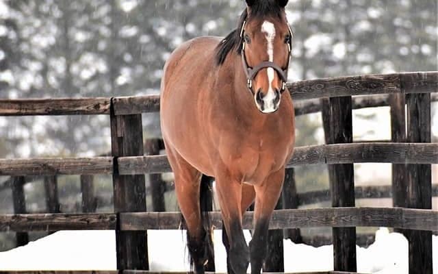 【地方競馬】新種牡馬ディーマジェスティ、ポアゾンブラックの産駒が初勝利