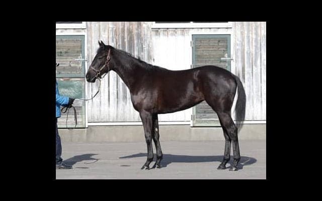 期待の高額馬マイシンフォニー。陣営も目を見張る動きを見せて万全の態勢