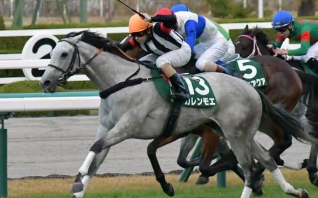 【函館スプリントS前日オッズ】カレンモエが2.3倍で1番人気