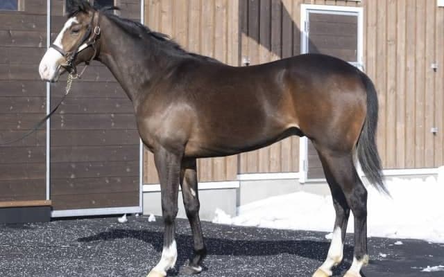 ククナ異父弟アライバルがルメール騎手でデビュー/関東馬メイクデビュー情報