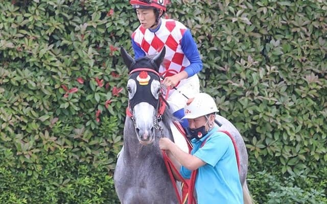 愛らしい芦毛馬・イチゴショート　厩務員とおそろいの姿が話題沸騰中！