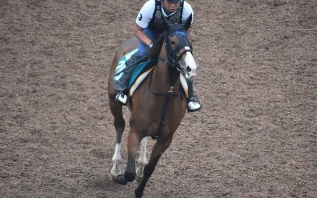 サウンドクレアなど、先週のゲート試験/栗東トレセンニュース