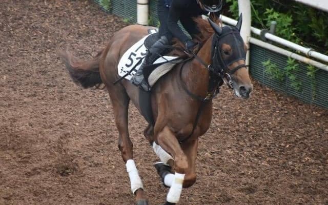 テーオーケインズなど、先週の入厩情報/栗東トレセンニュース