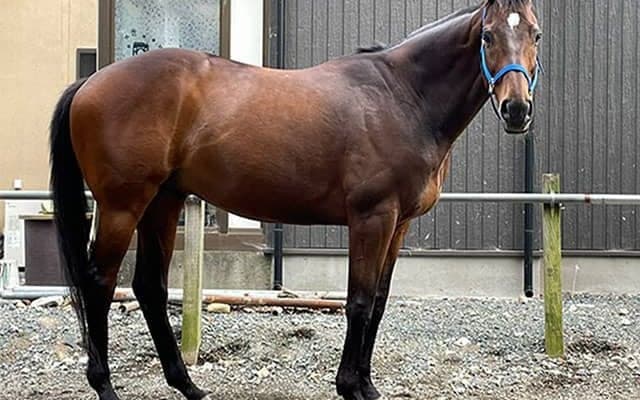 名門・藤沢和厩舎出身の引退馬アヴニールマルシェ　いずれ相馬野馬追デビューも！