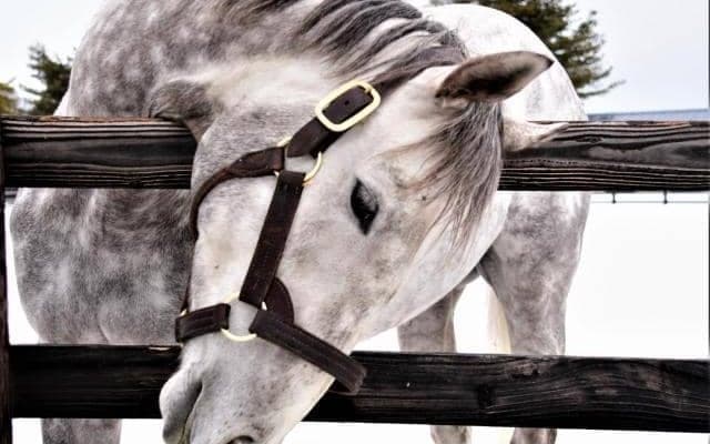 【地方競馬】新種牡馬ラニ産駒が門別で初勝利！