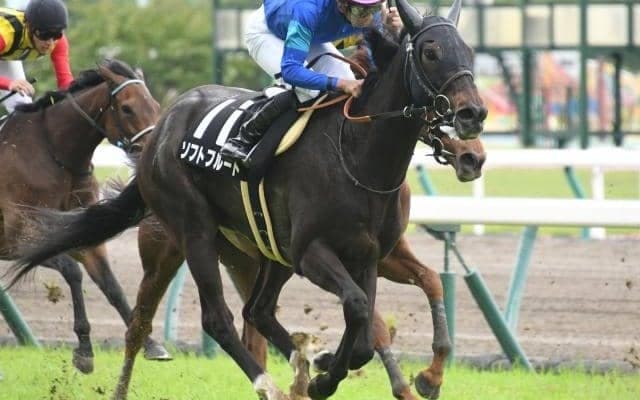 【マーメイドS枠順確定】ソフトフルートは4枠8番、サンクテュエールは7枠14番