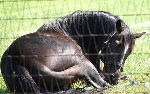 新種牡馬キタサンブラックとコパノリッキーの産駒がJRA初出走へ