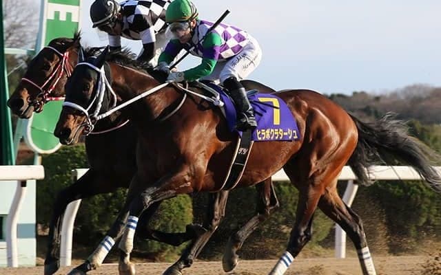 ヒラボクラターシュが船橋競馬へ移籍、2019年の佐賀記念覇者
