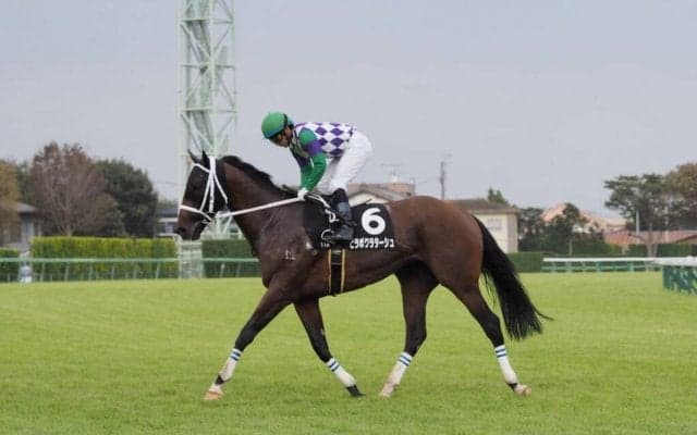ヒラボクラターシュが競走馬登録抹消